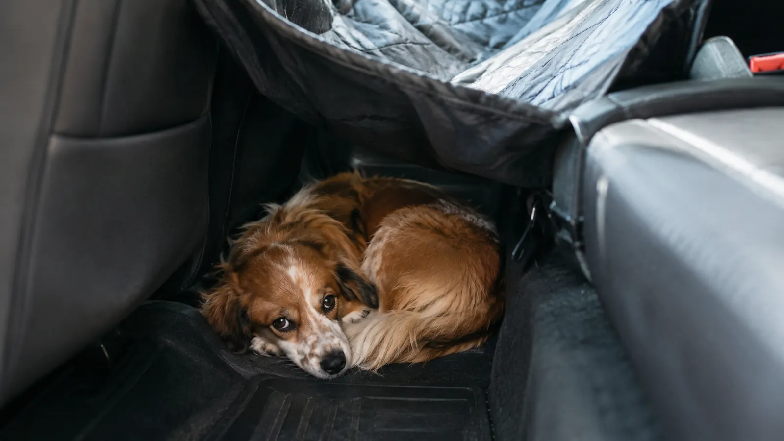 A small dog curled up in the footwell of a pickup back seat under a hammock cover